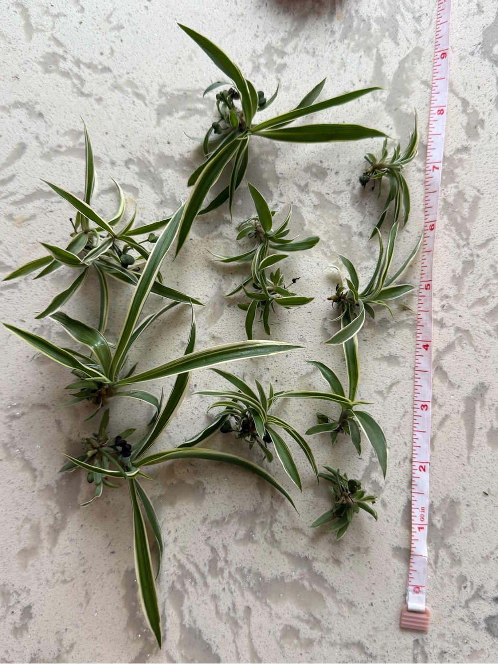 10 Variegated Green and Cream live Spider Plant Cuttings (Unbranded)